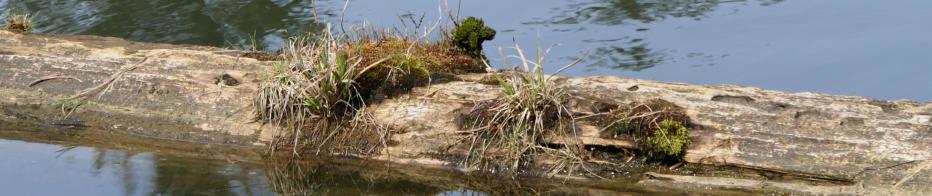 Travels With Towhee